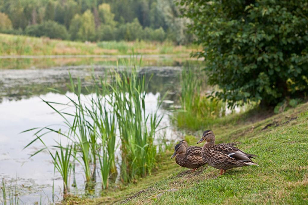 Vila Lombi Holiday House Otepää Pokoj fotografie